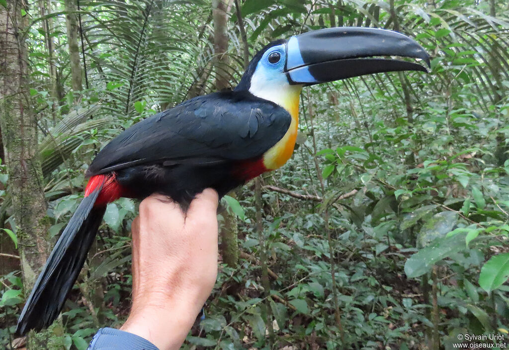 Toucan vitellinadulte