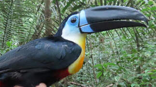 Channel-billed Toucan