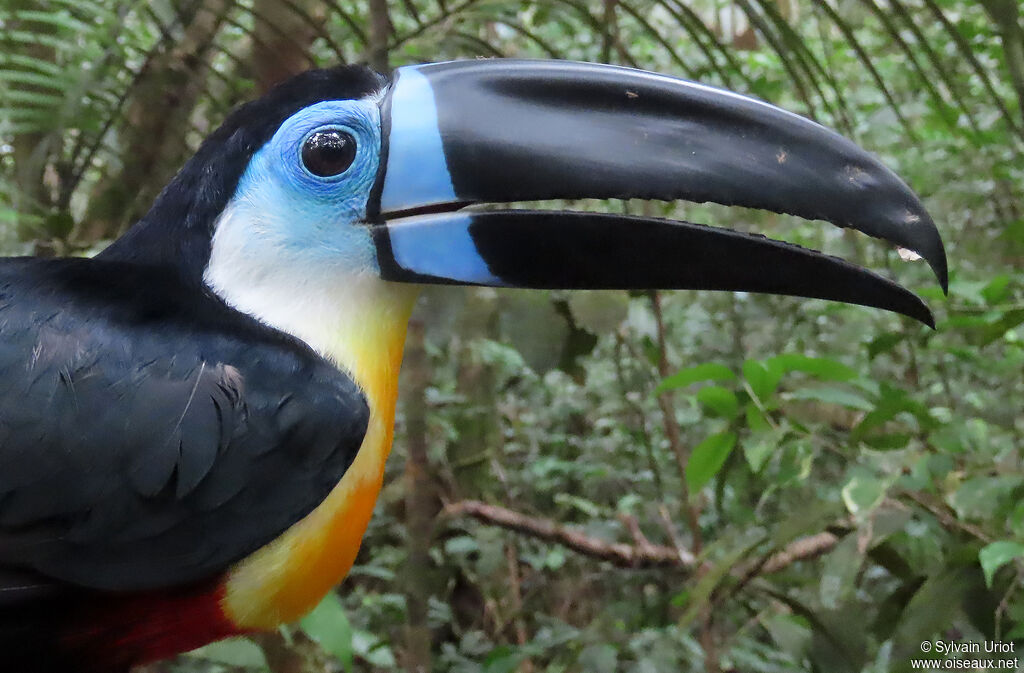 Toucan vitellinadulte