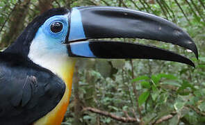 Channel-billed Toucan