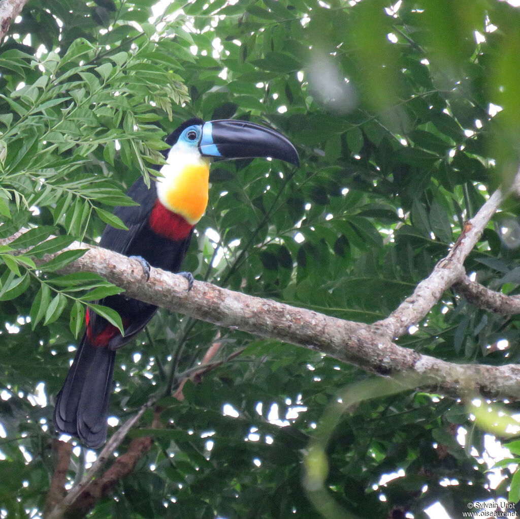 Toucan vitellinadulte