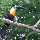Toucan vitellin