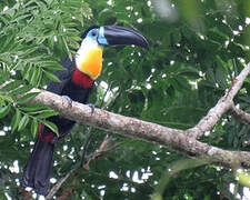 Channel-billed Toucan