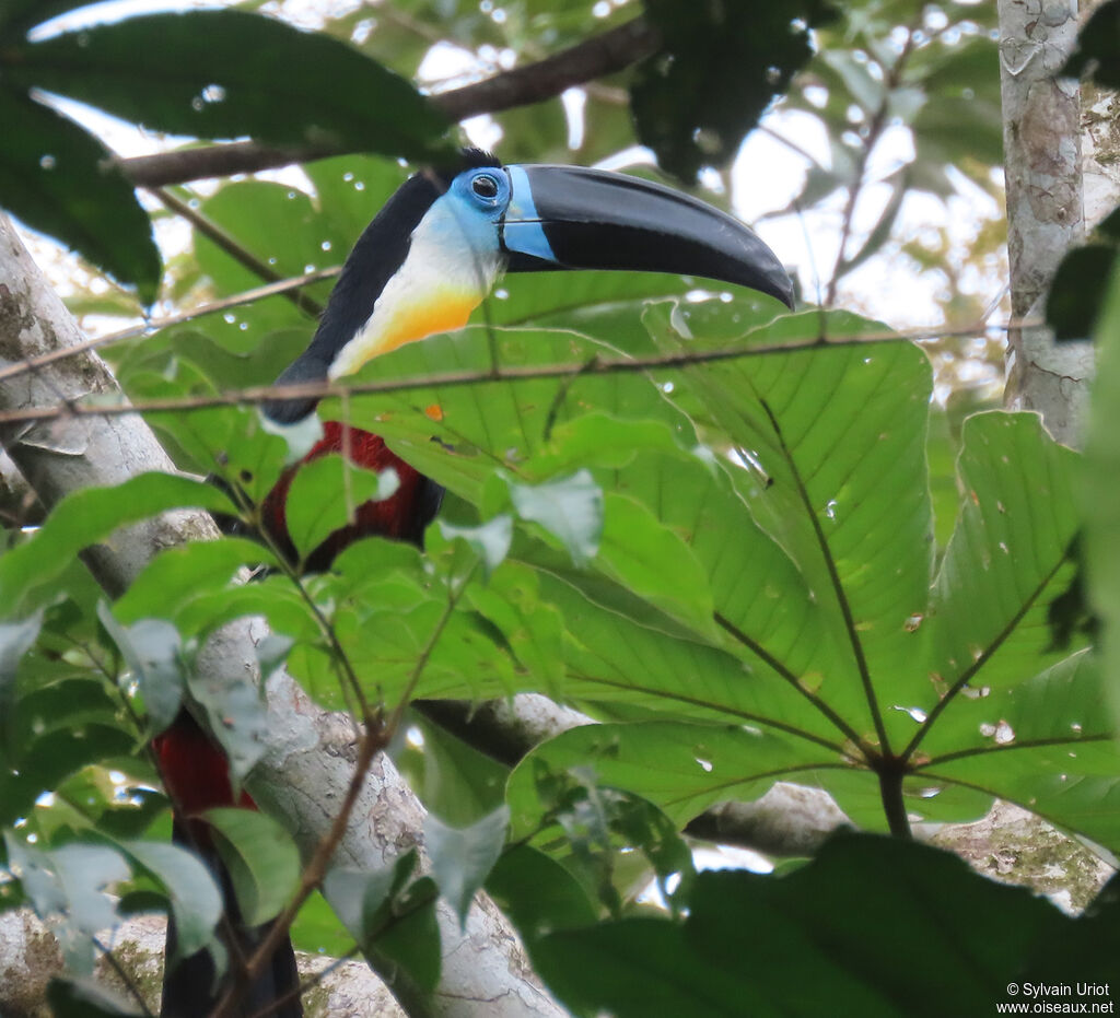 Toucan vitellinadulte