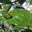 Toucan vitellin