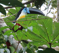 Channel-billed Toucan