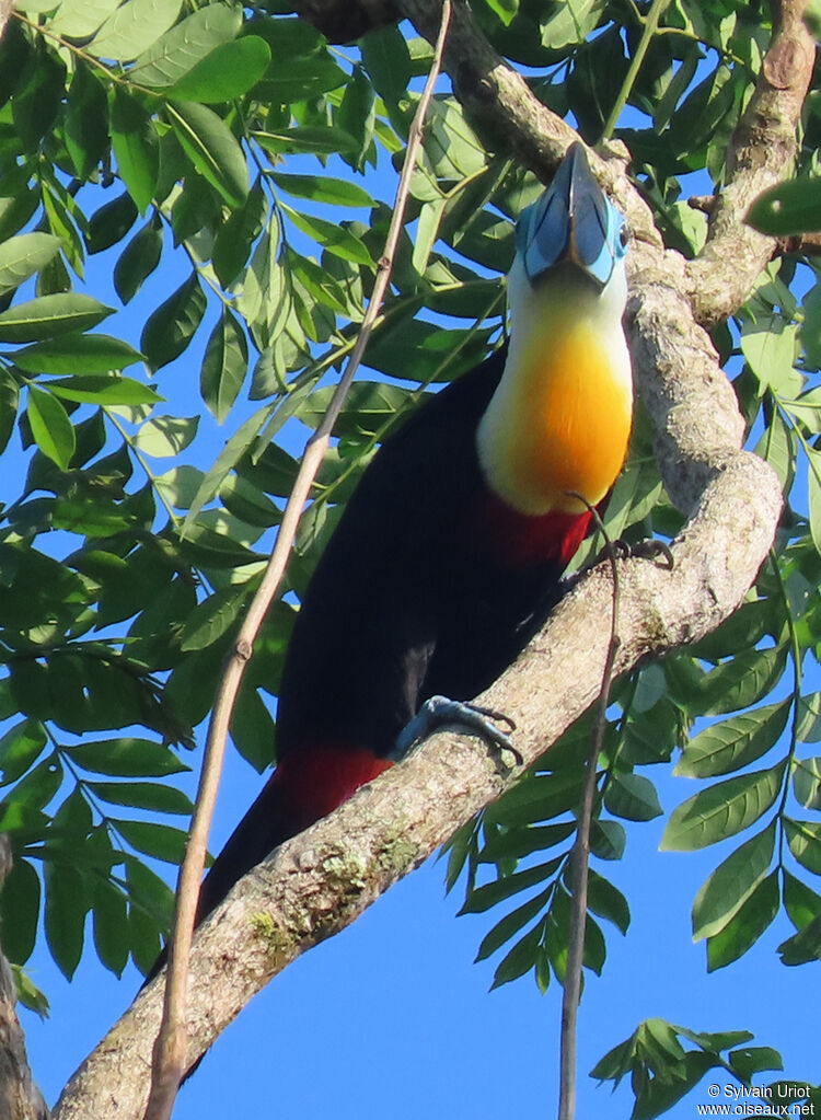 Toucan vitellinadulte