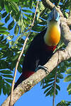 Toucan vitellin