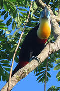 Channel-billed Toucan