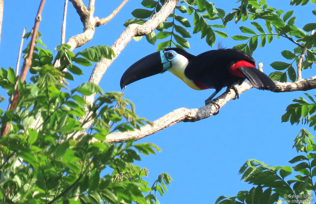 Toucan vitellinadulte