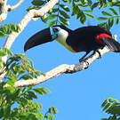 Toucan vitellin