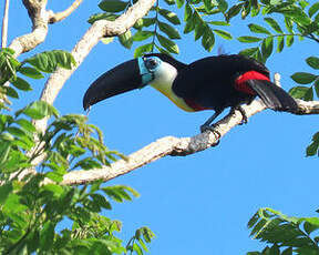 Toucan vitellin