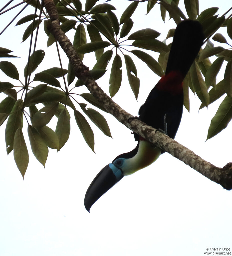 Toucan vitellinadulte