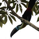 Toucan vitellin