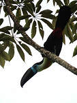 Toucan vitellin