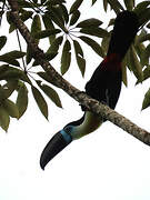 Channel-billed Toucan