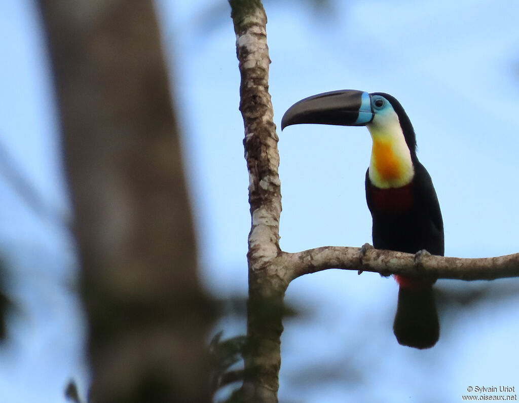 Toucan vitellinadulte