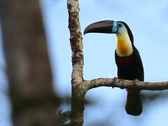 Channel-billed Toucan