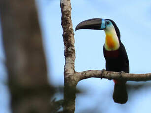 Toucan vitellin