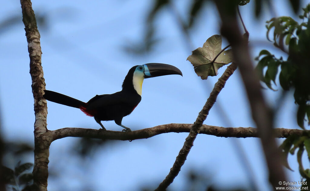 Toucan vitellinadulte