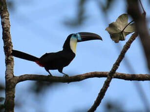 Toucan vitellin