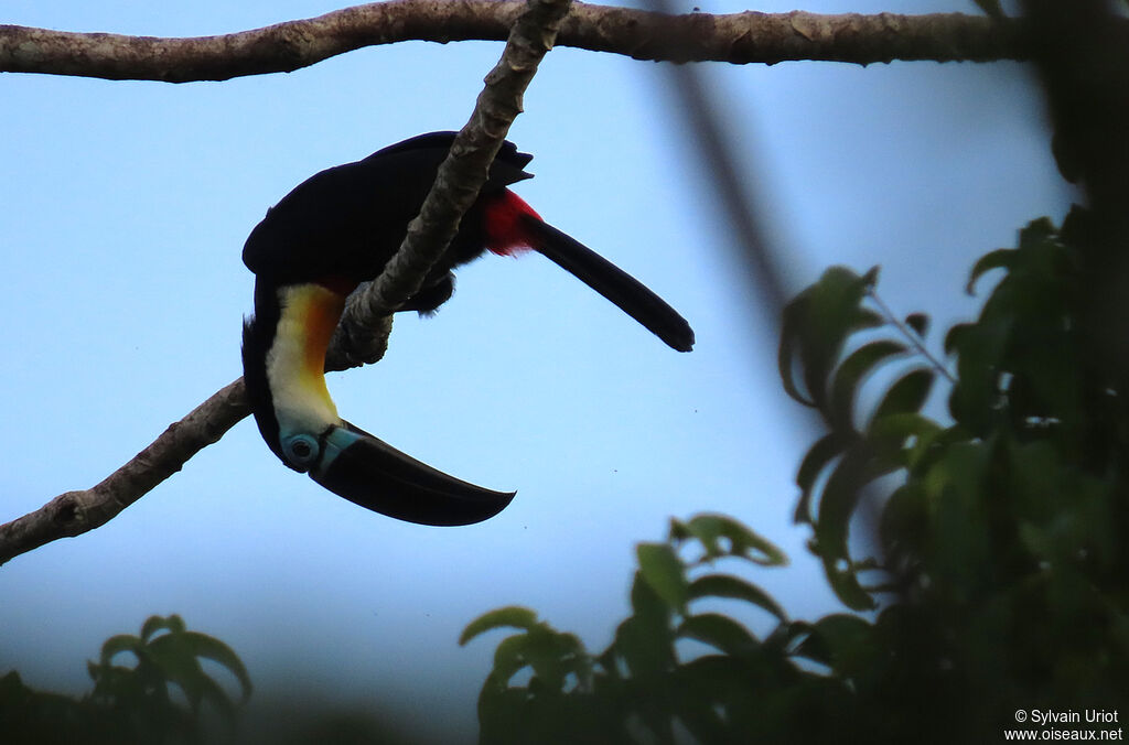 Toucan vitellinadulte