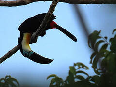 Channel-billed Toucan