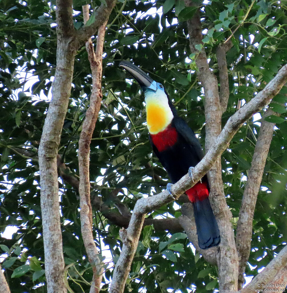 Toucan vitellinadulte