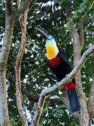 Channel-billed Toucan