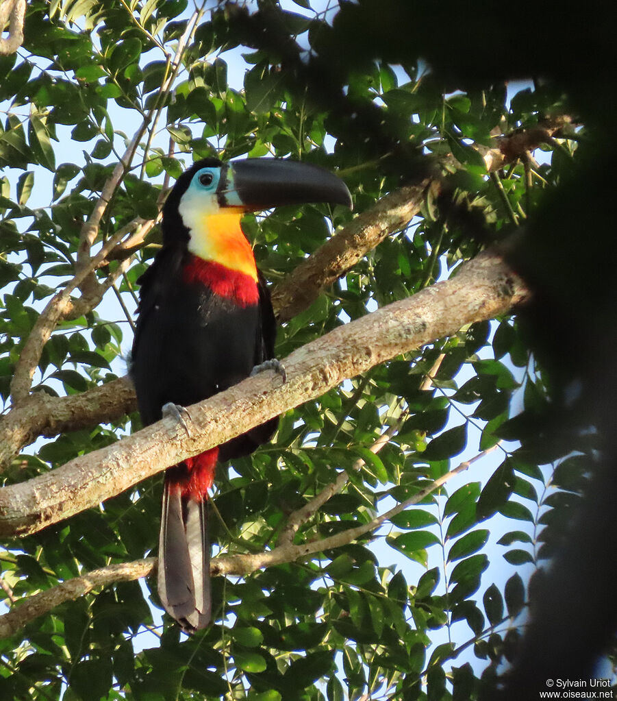 Toucan vitellinadulte