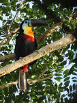 Toucan vitellin