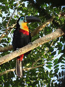 Toucan vitellin