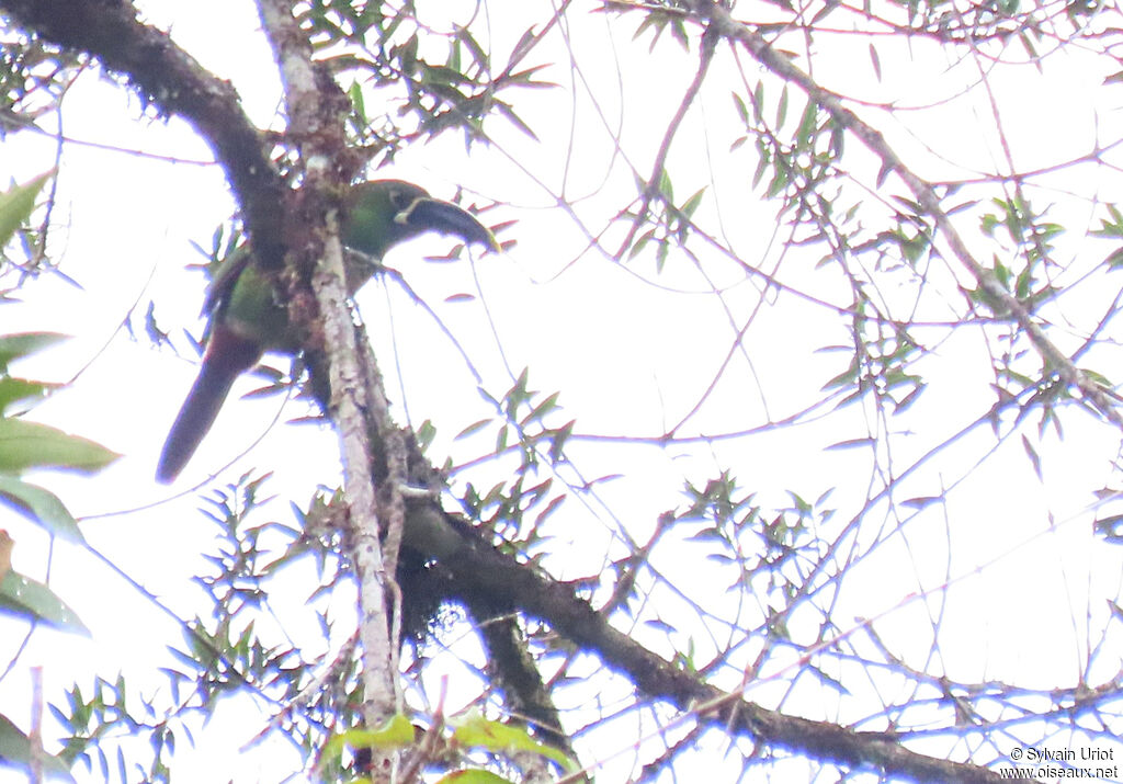 Toucanet à gorge blanche