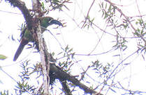 Toucanet à gorge blanche