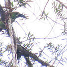 Toucanet des Andes