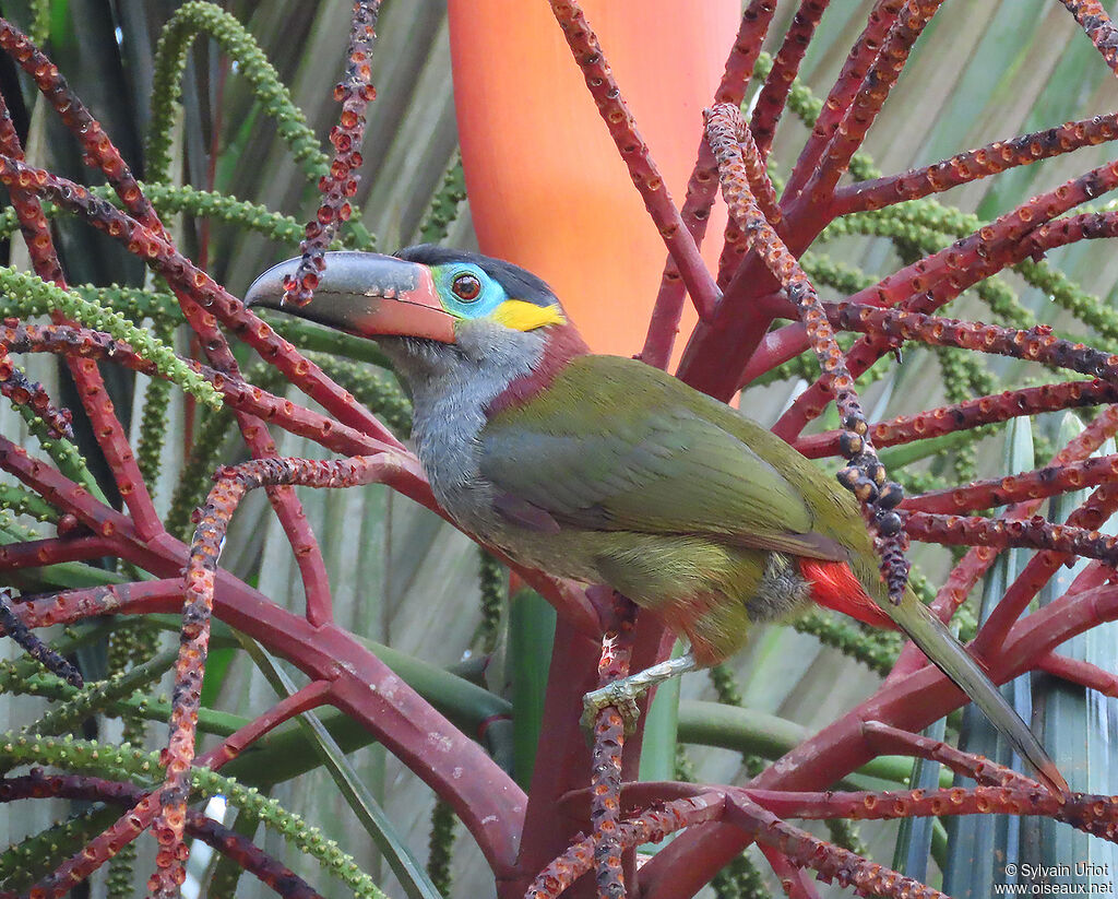 Toucanet koulik femelle adulte