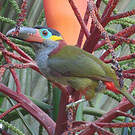 Toucanet koulik