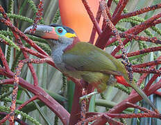 Guianan Toucanet