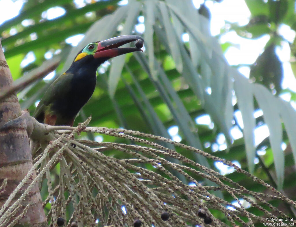 Toucanet koulik mâle adulte