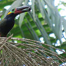 Toucanet koulik