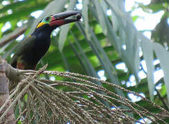 Toucanet koulik