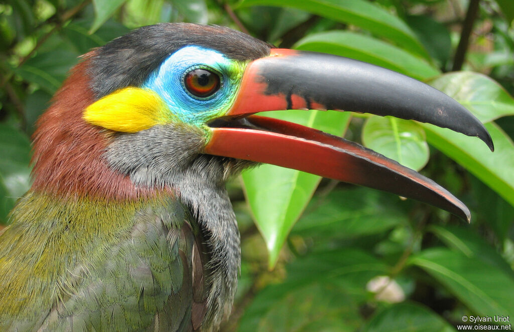 Toucanet koulik femelle adulte