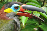 Toucanet koulik