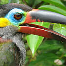 Toucanet koulik