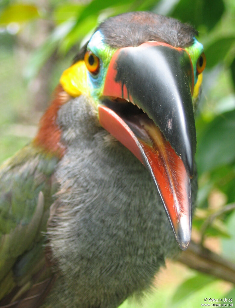 Toucanet koulik femelle adulte