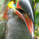 Toucanet koulik