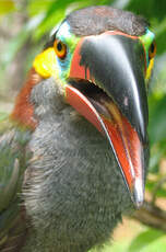 Toucanet koulik