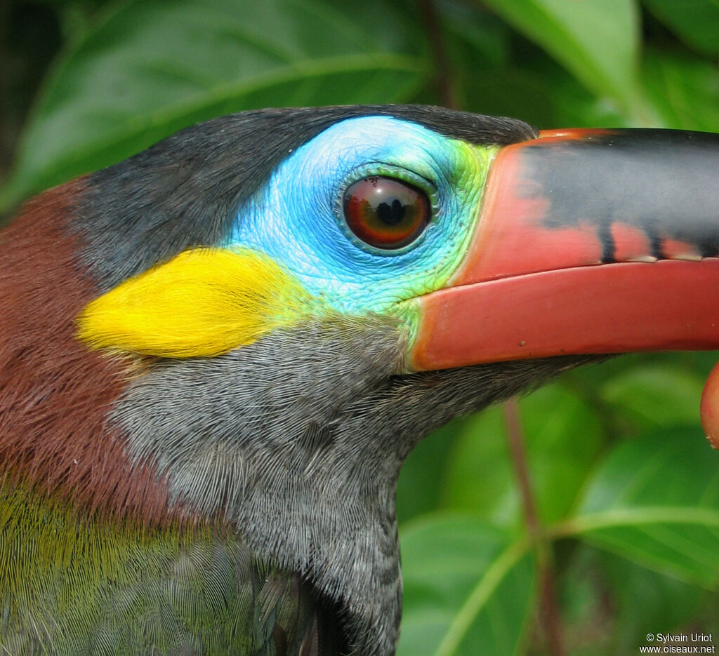 Toucanet koulik femelle adulte