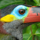 Toucanet koulik
