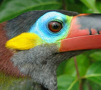 Guianan Toucanet